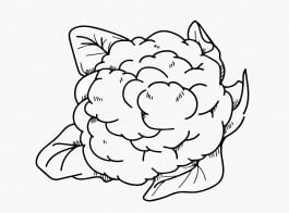 Klaas Bouwmeester Research Group