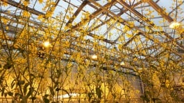 Klaas Bouwmeester Research Group