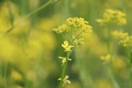 Klaas Bouwmeester Research Group